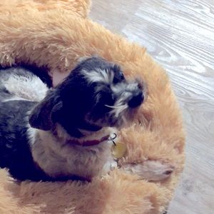 Meet your Posher, Cam